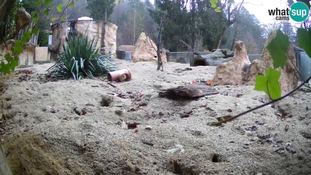 Webcam live Zoo Ljubljana – Suricata