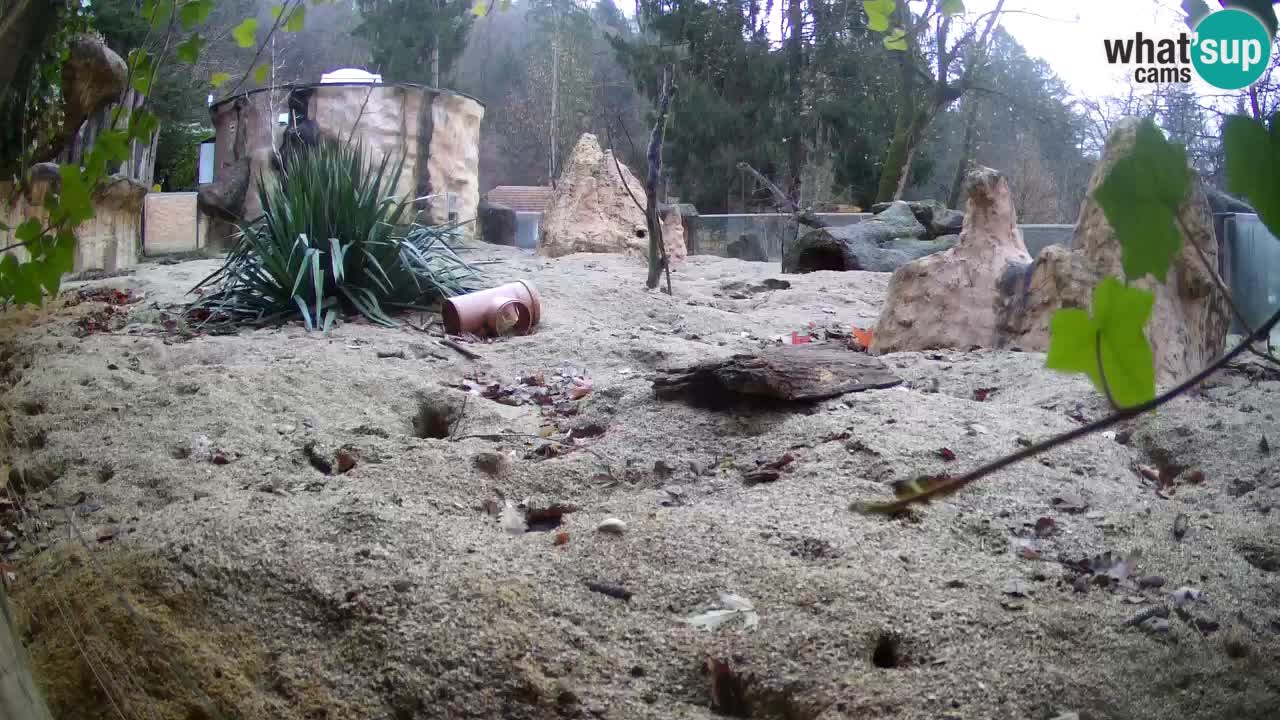 Webcam live Zoo Ljubljana – Suricata