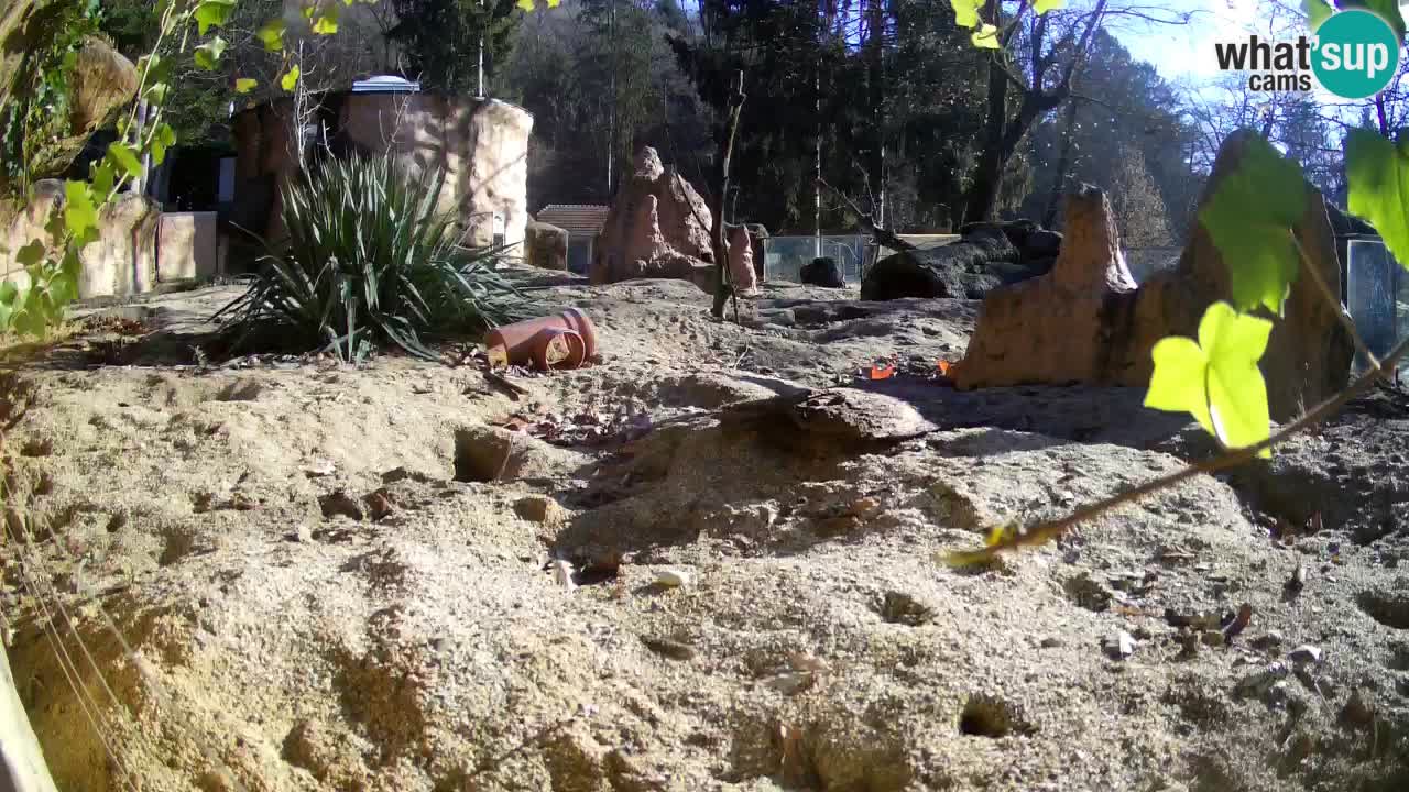 Live cam Zoo Ljubljana – Erdmännchen