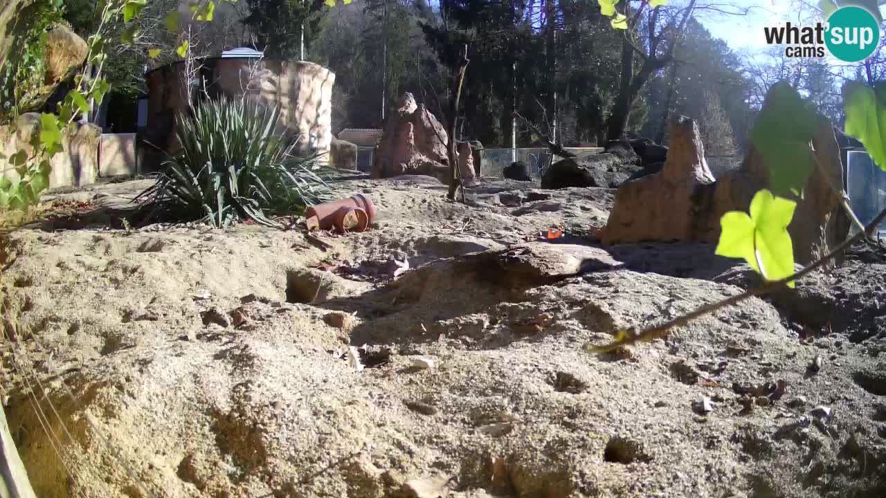 Live cam Zoo Ljubljana – Erdmännchen