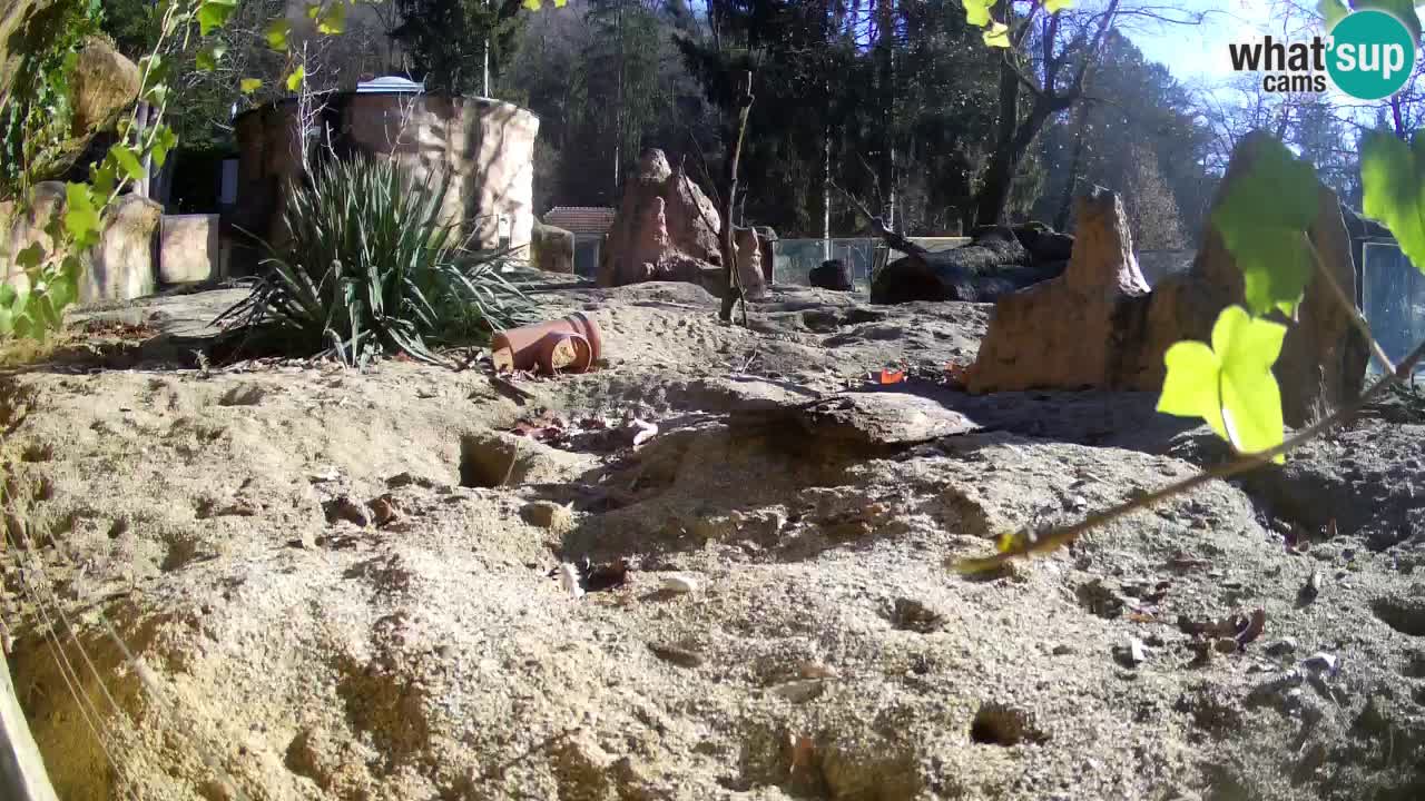 Live cam Zoo Ljubljana – Erdmännchen