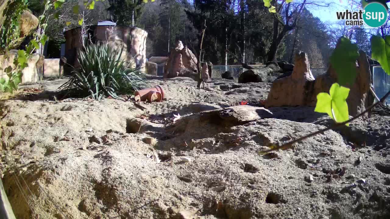 Webcam live Zoo Ljubljana – Suricata