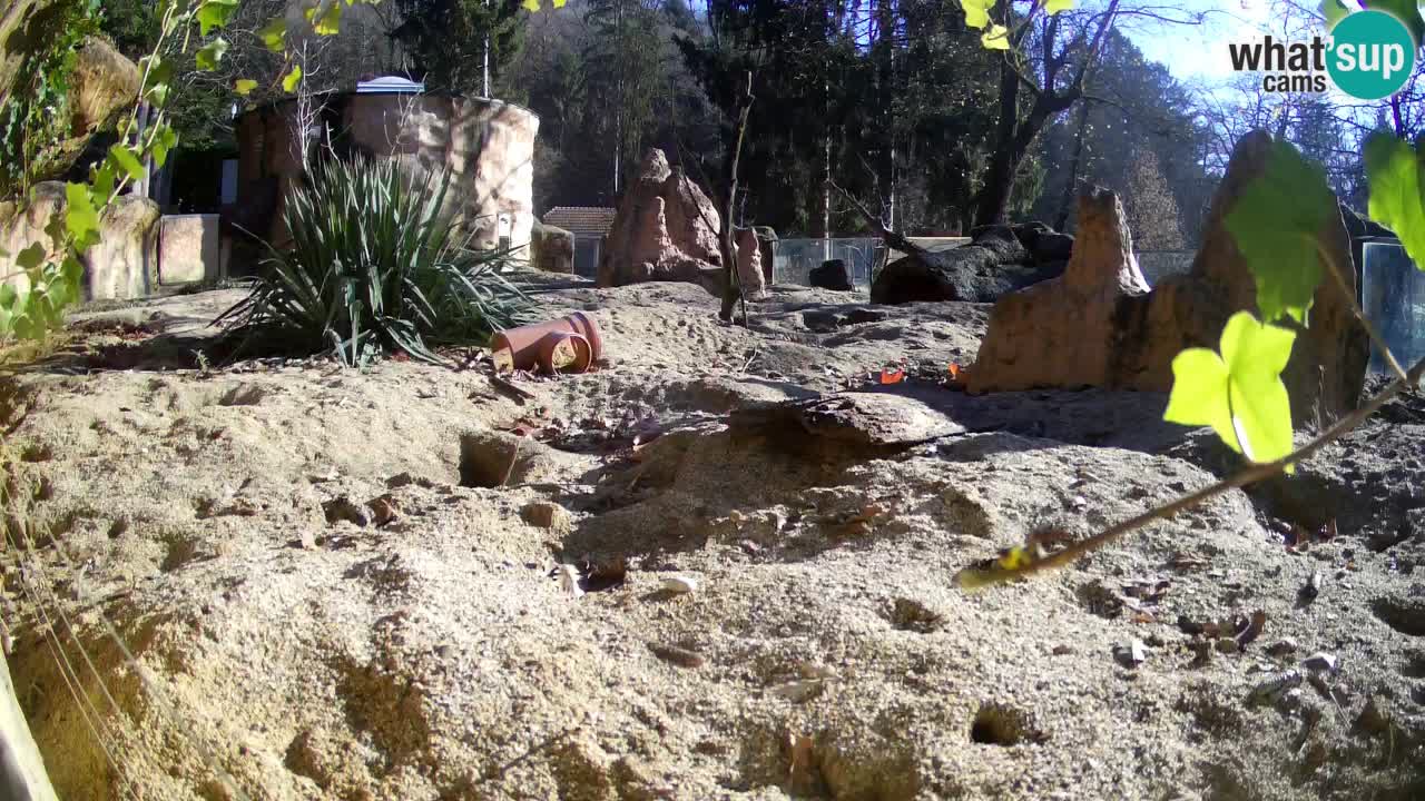 Zoo Ljubljana – Meerkat (Suricata)