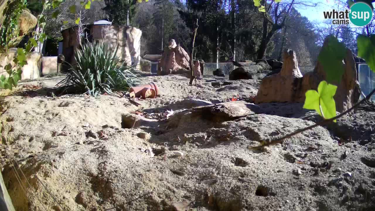 Live cam Zoo Ljubljana – Erdmännchen