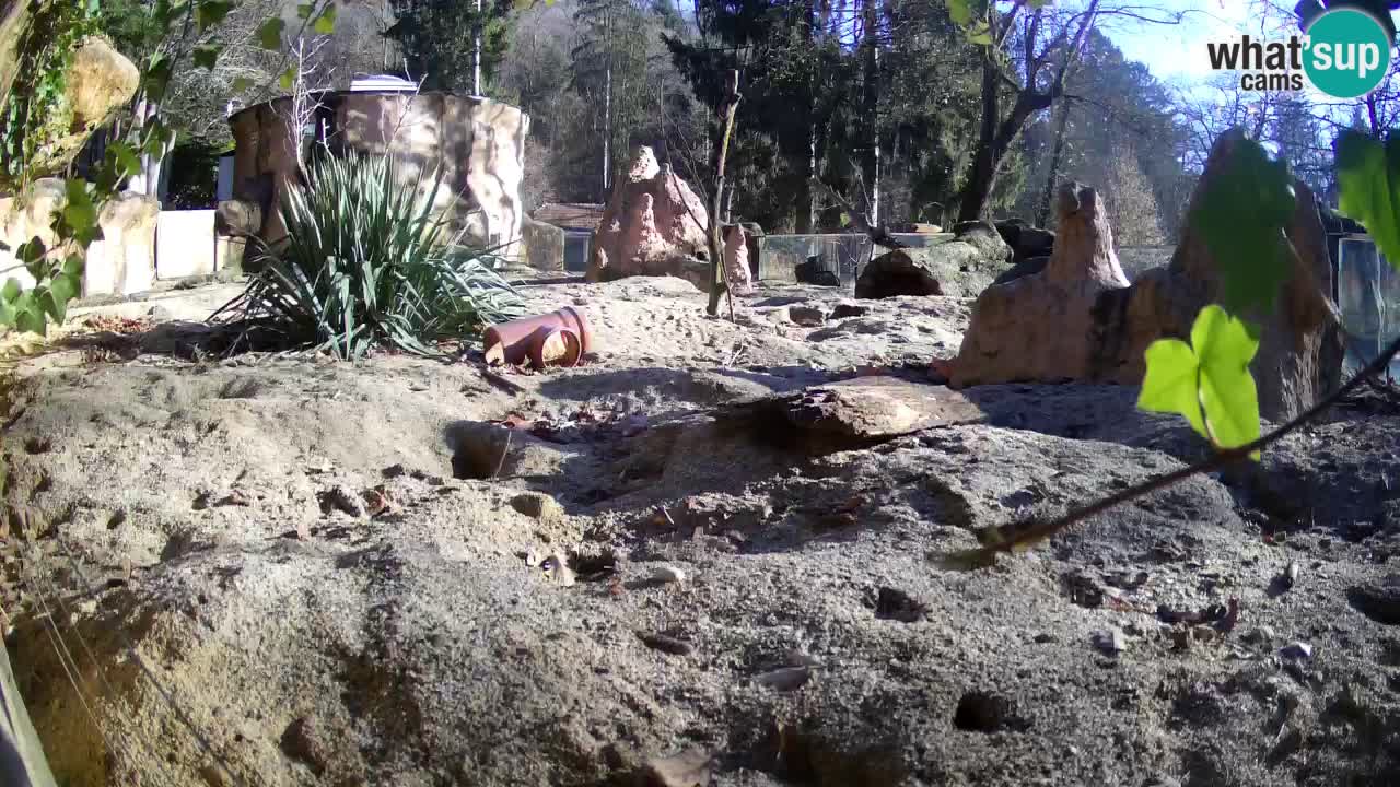 Live cam Zoo Ljubljana – Erdmännchen