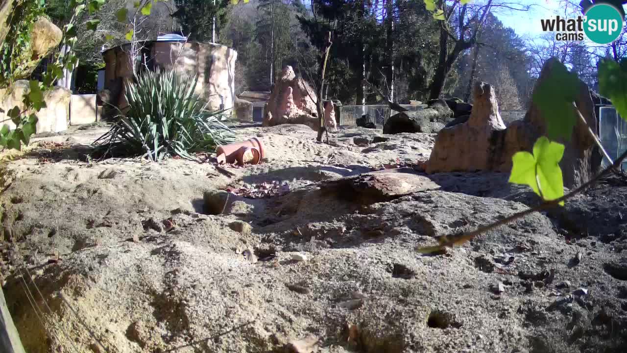 Live cam Zoo Ljubljana – Erdmännchen