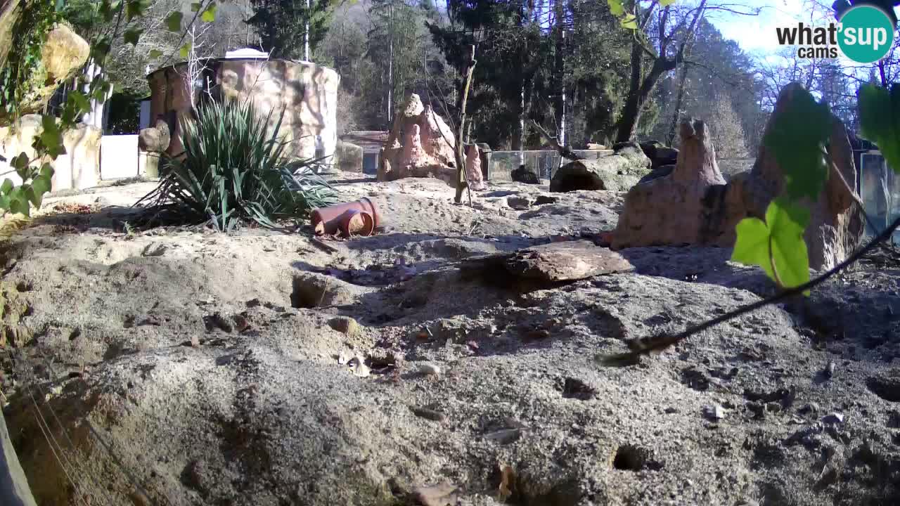 Live cam Zoo Ljubljana – Erdmännchen