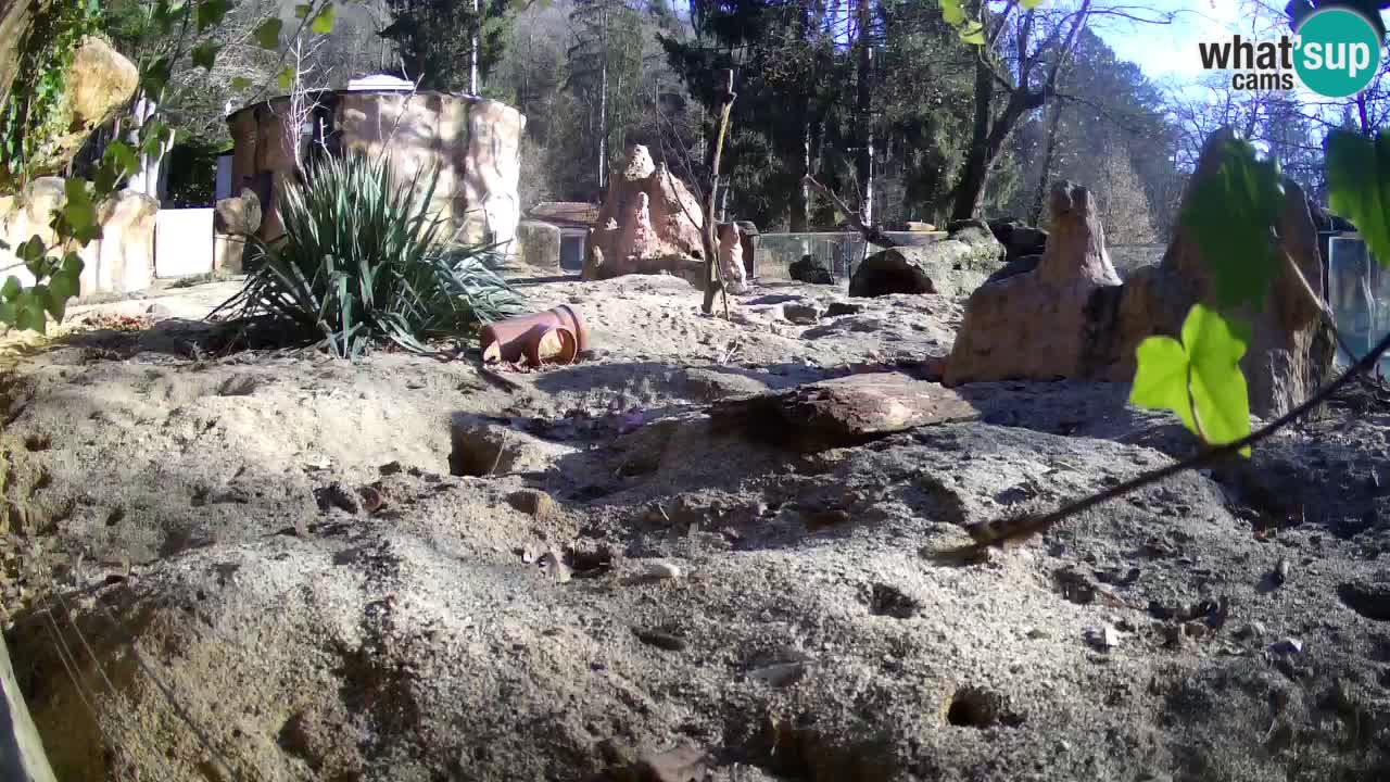 Live cam Zoo Ljubljana – Erdmännchen