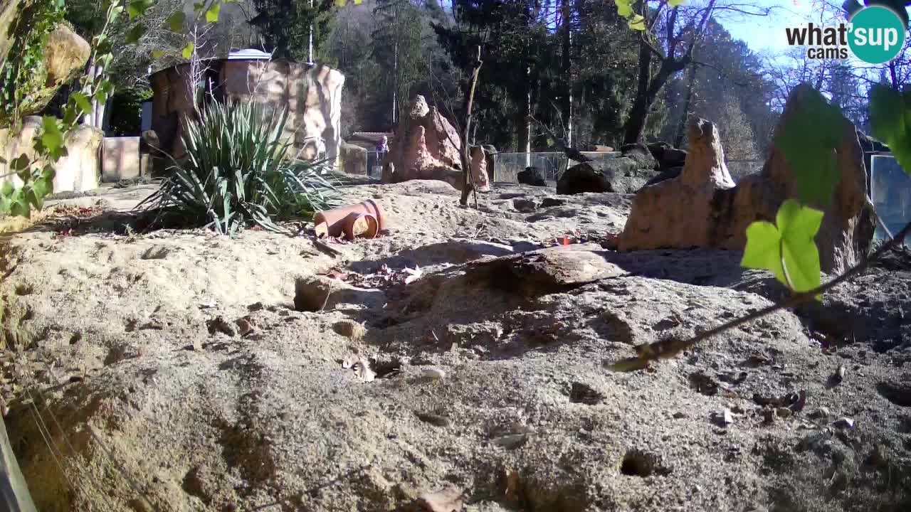 Live cam Zoo Ljubljana – Erdmännchen