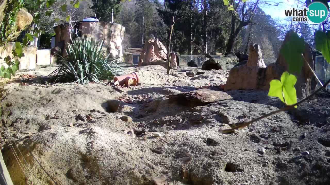 Live cam Zoo Ljubljana – Erdmännchen