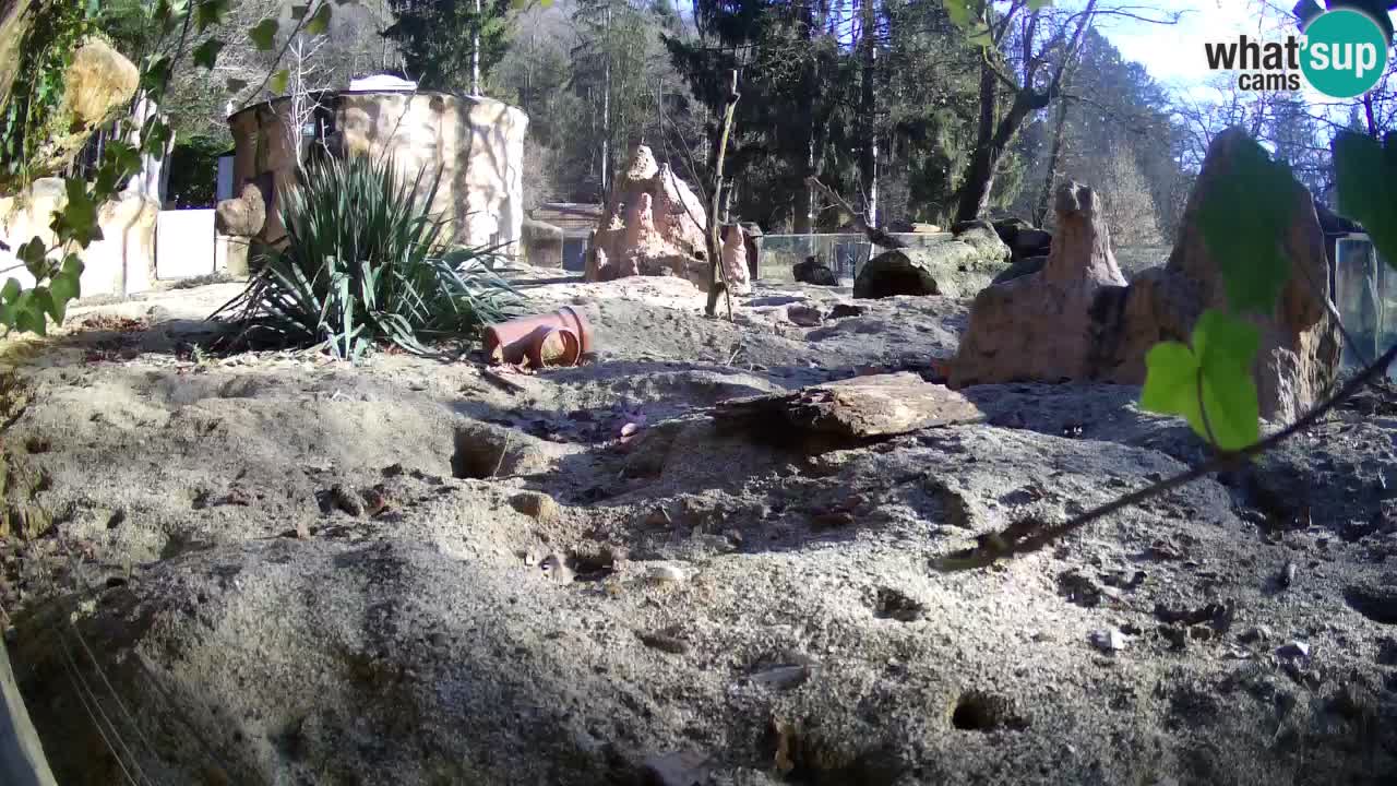 Live cam Zoo Ljubljana – Erdmännchen