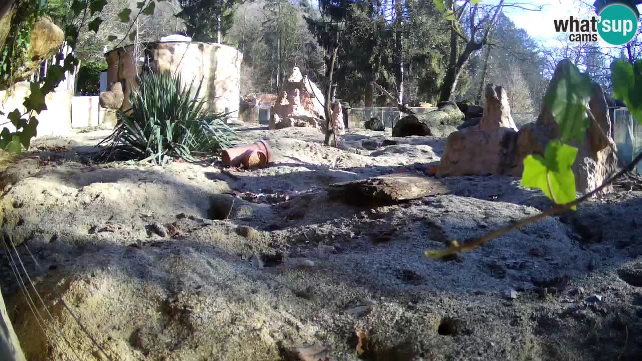 Zoo Ljubljana – Meerkat (Suricata)