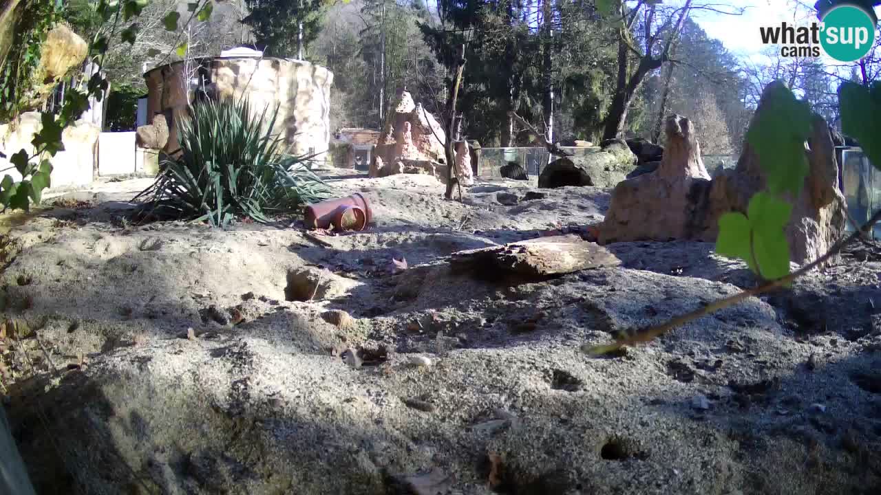 Zoo Ljubljana – Meerkat (Suricata)