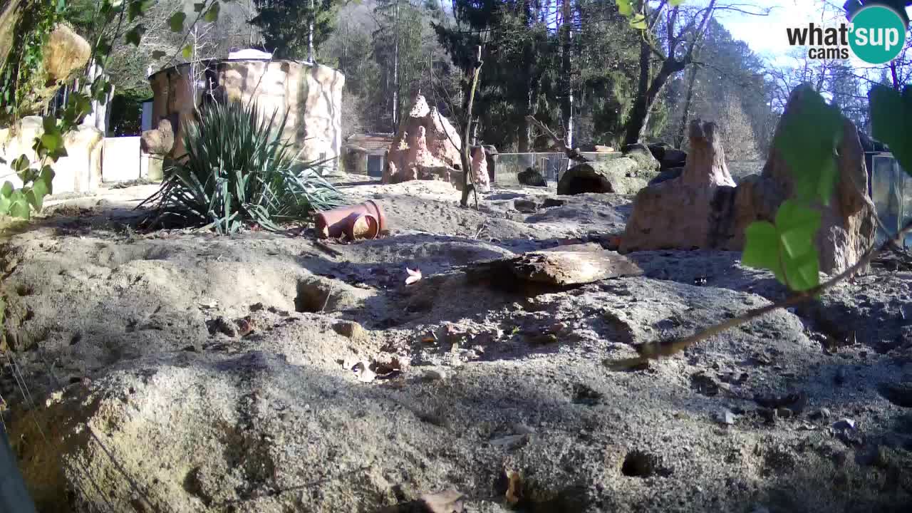 Zoo Ljubljana – Meerkat (Suricata)