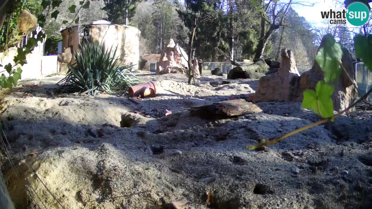 Zoo Ljubljana – Meerkat (Suricata)