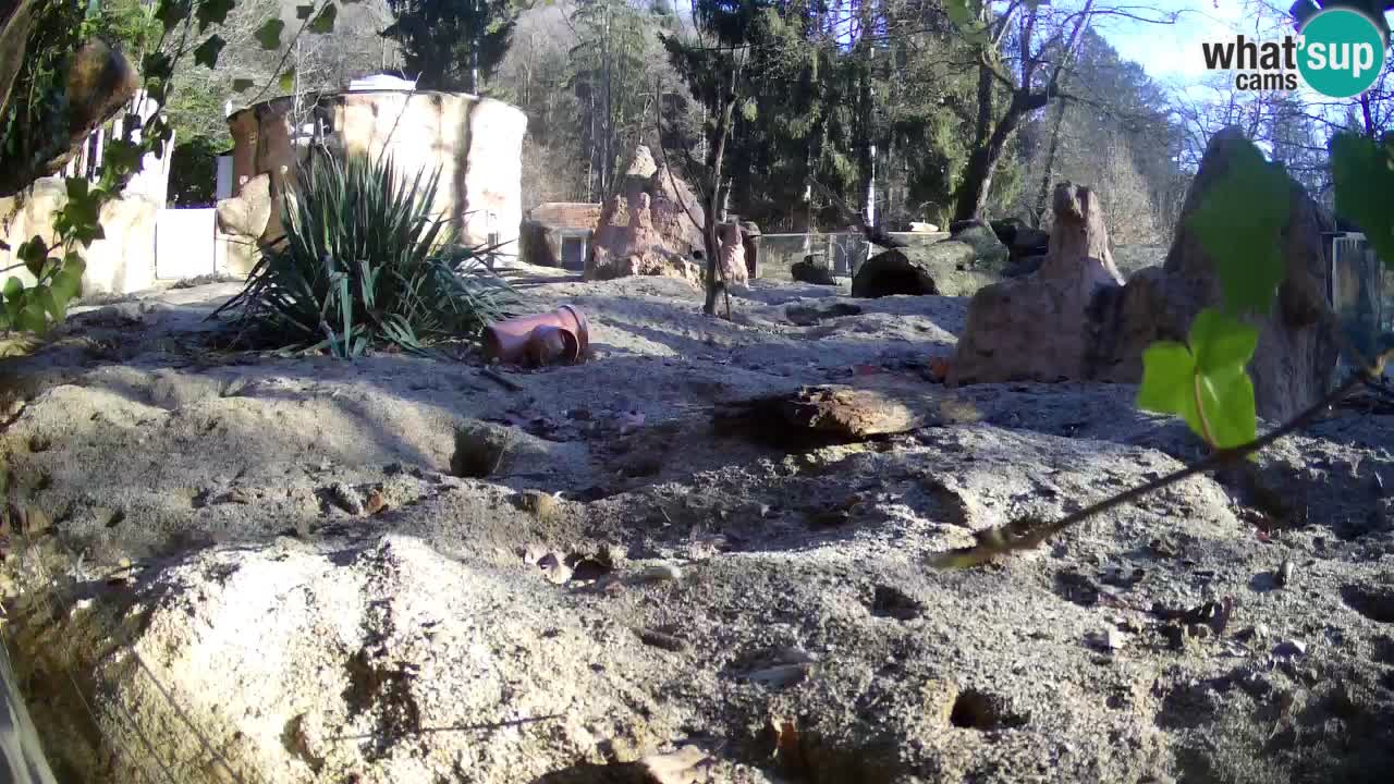 Zoo Ljubljana – Meerkat (Suricata)