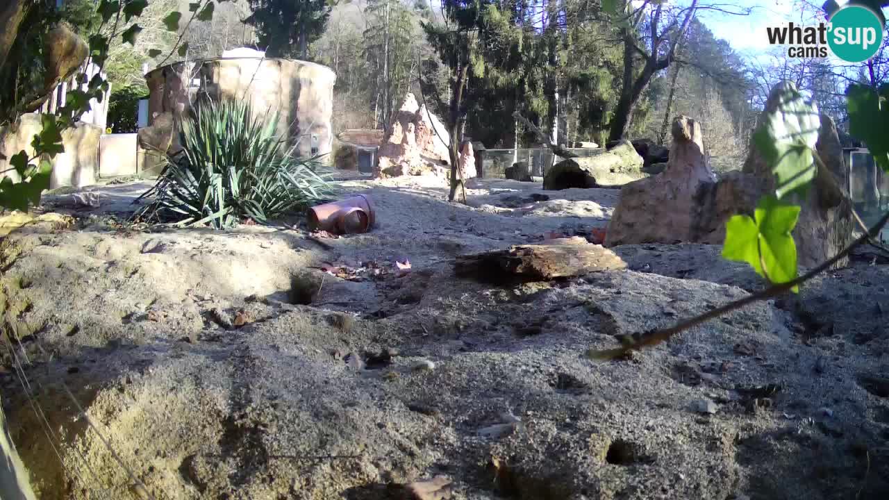 Zoo Ljubljana – Meerkat (Suricata)