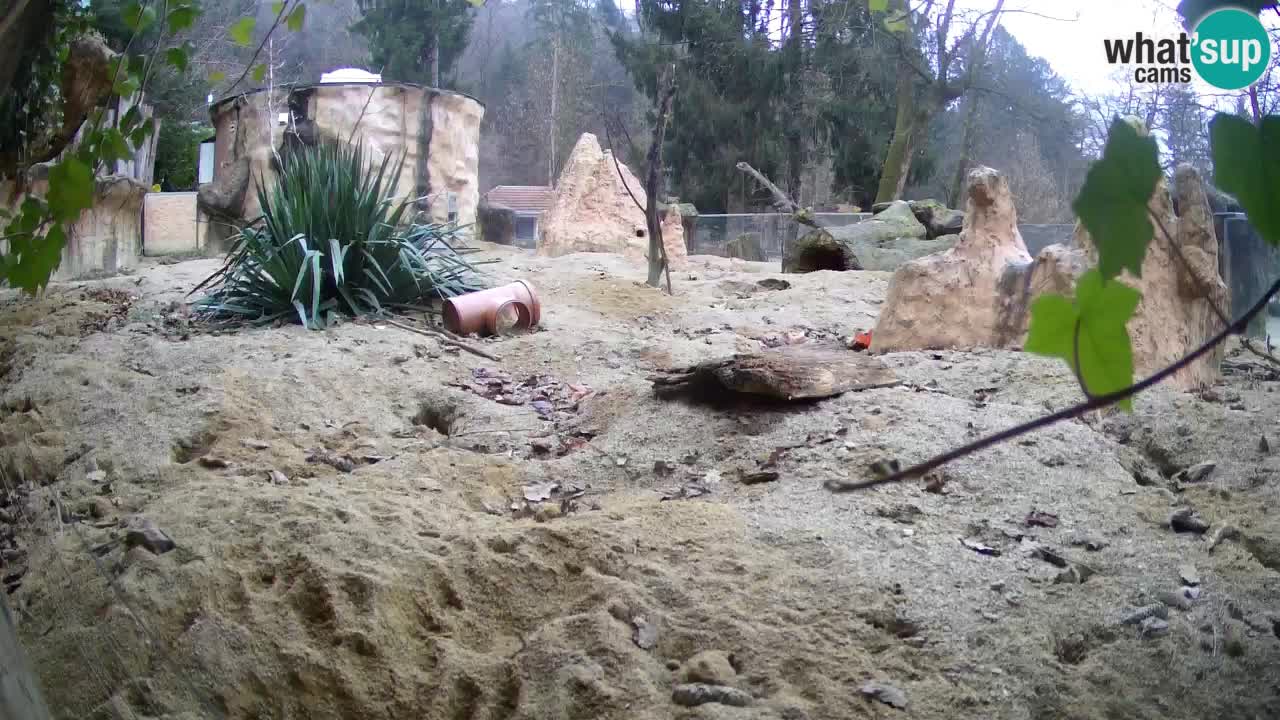 Live cam Zoo Ljubljana – Erdmännchen