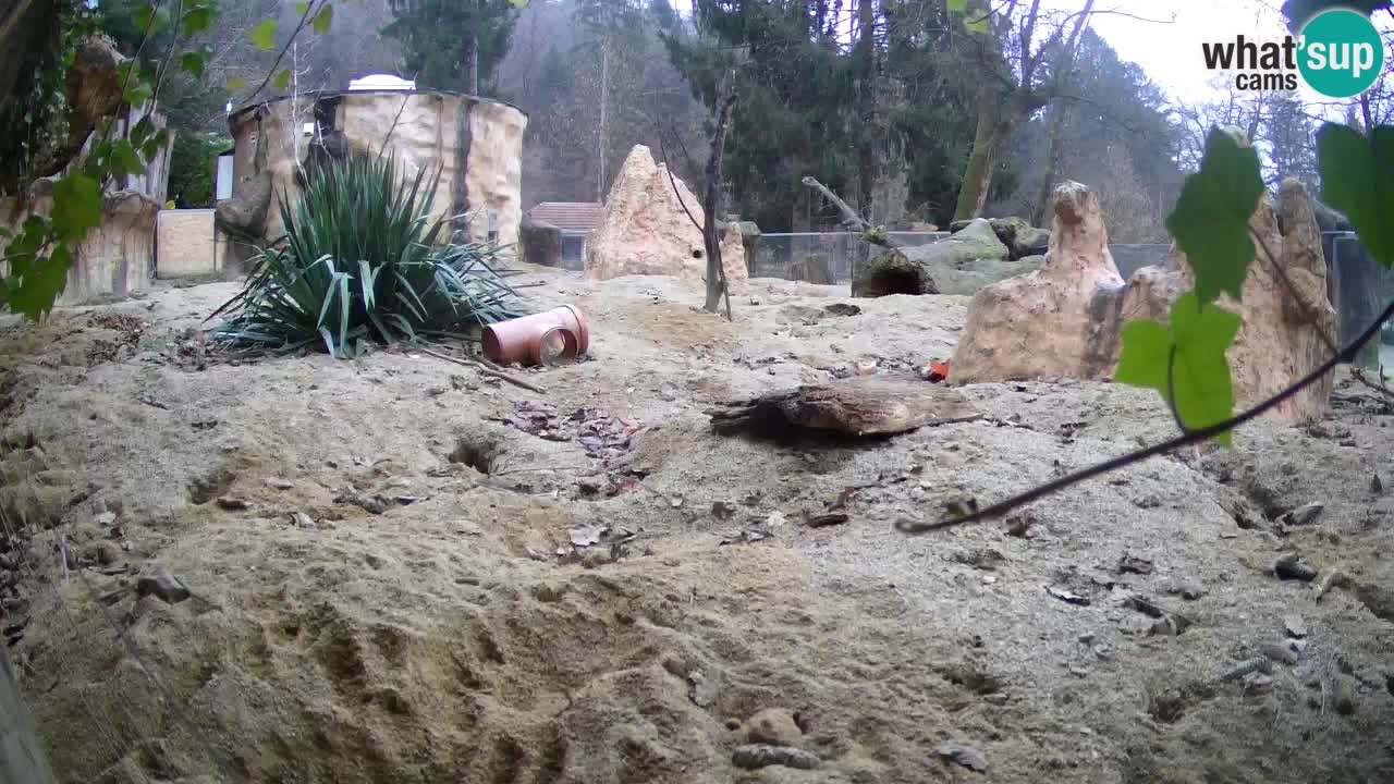 Live cam Zoo Ljubljana – Erdmännchen