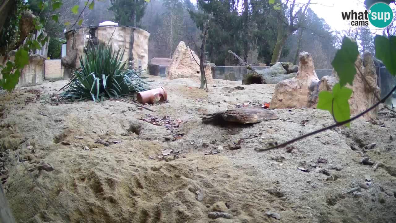 Live cam Zoo Ljubljana – Erdmännchen