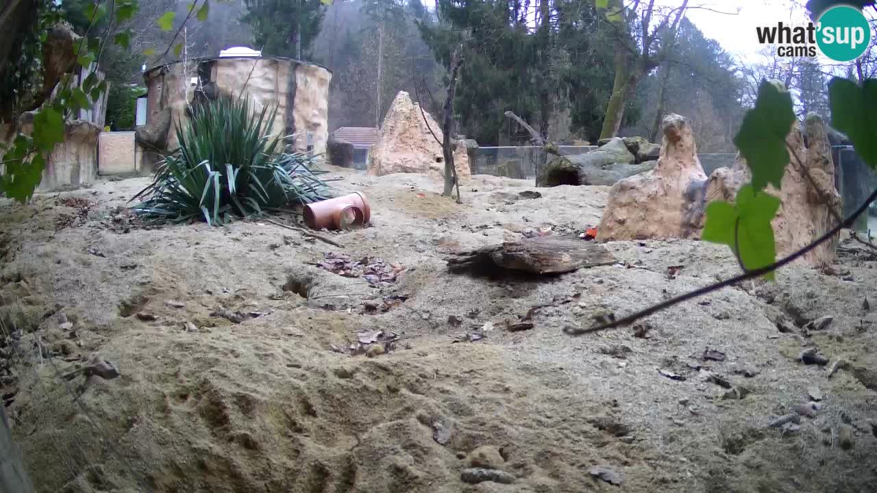 Webcam live Zoo Ljubljana – Suricata