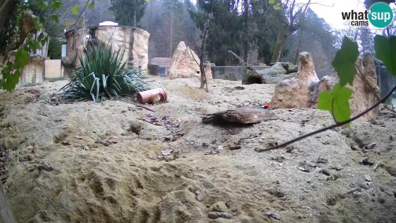 Webcam live Zoo Ljubljana – Suricata