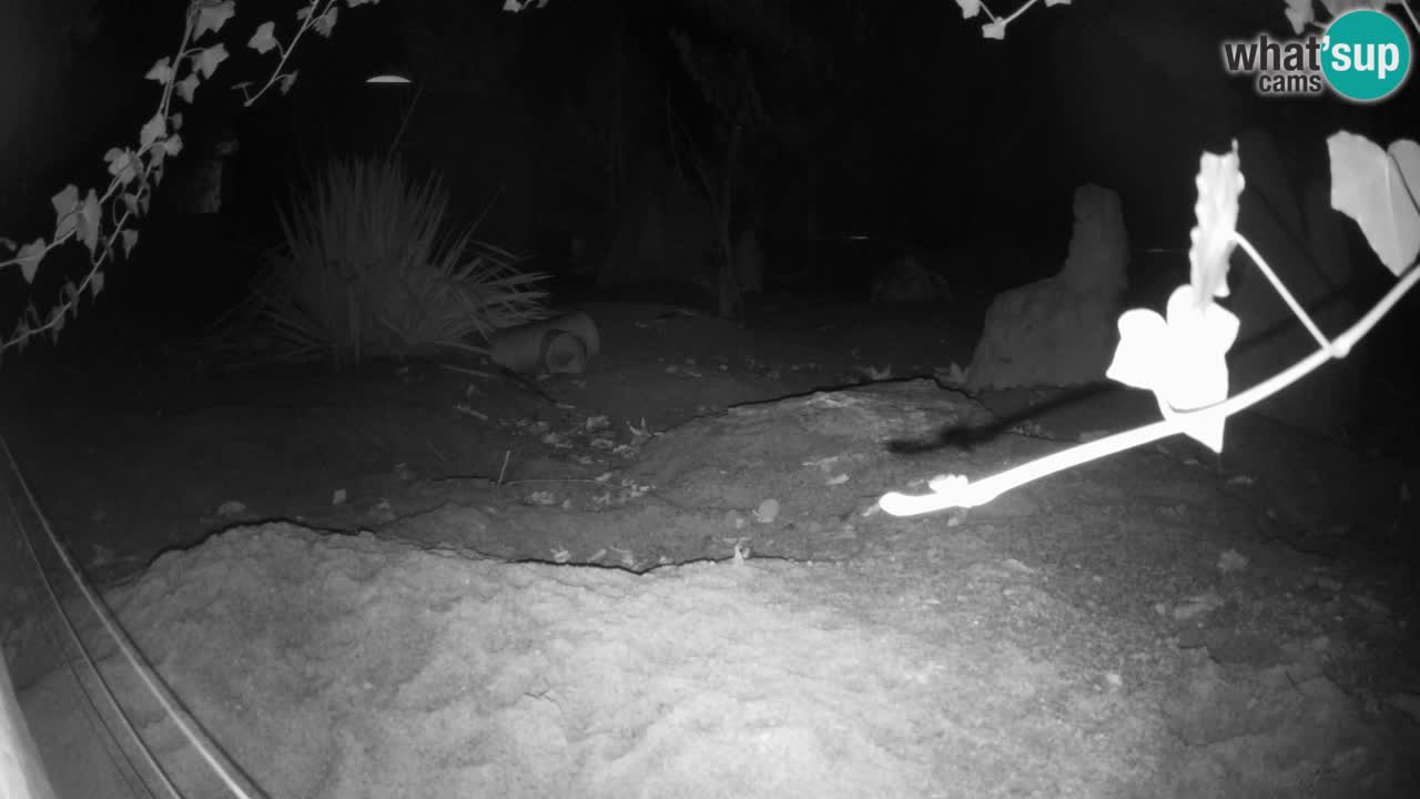 Zoo Ljubljana – Meerkat (Suricata)