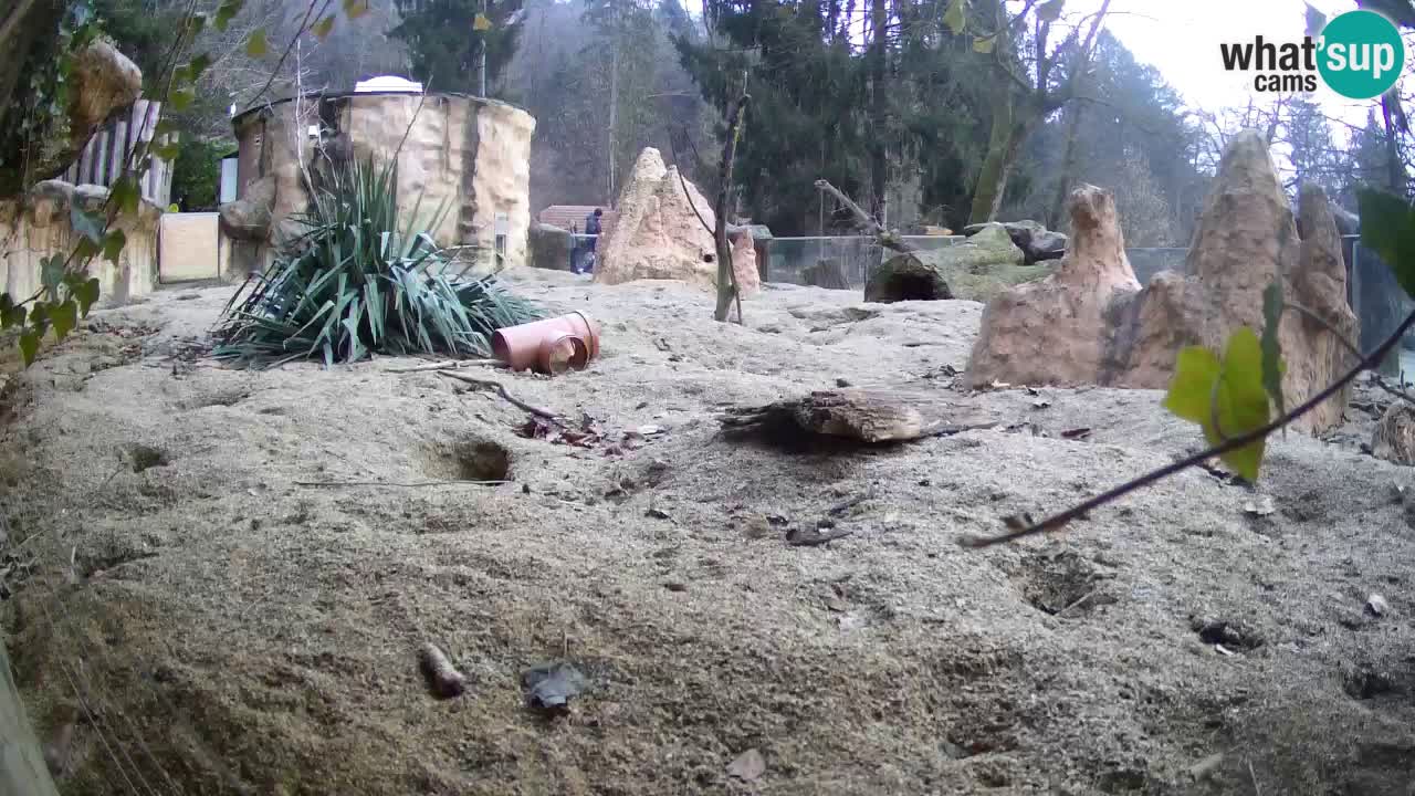 Zoo Ljubljana – Live webcam Meerkat (Suricata)