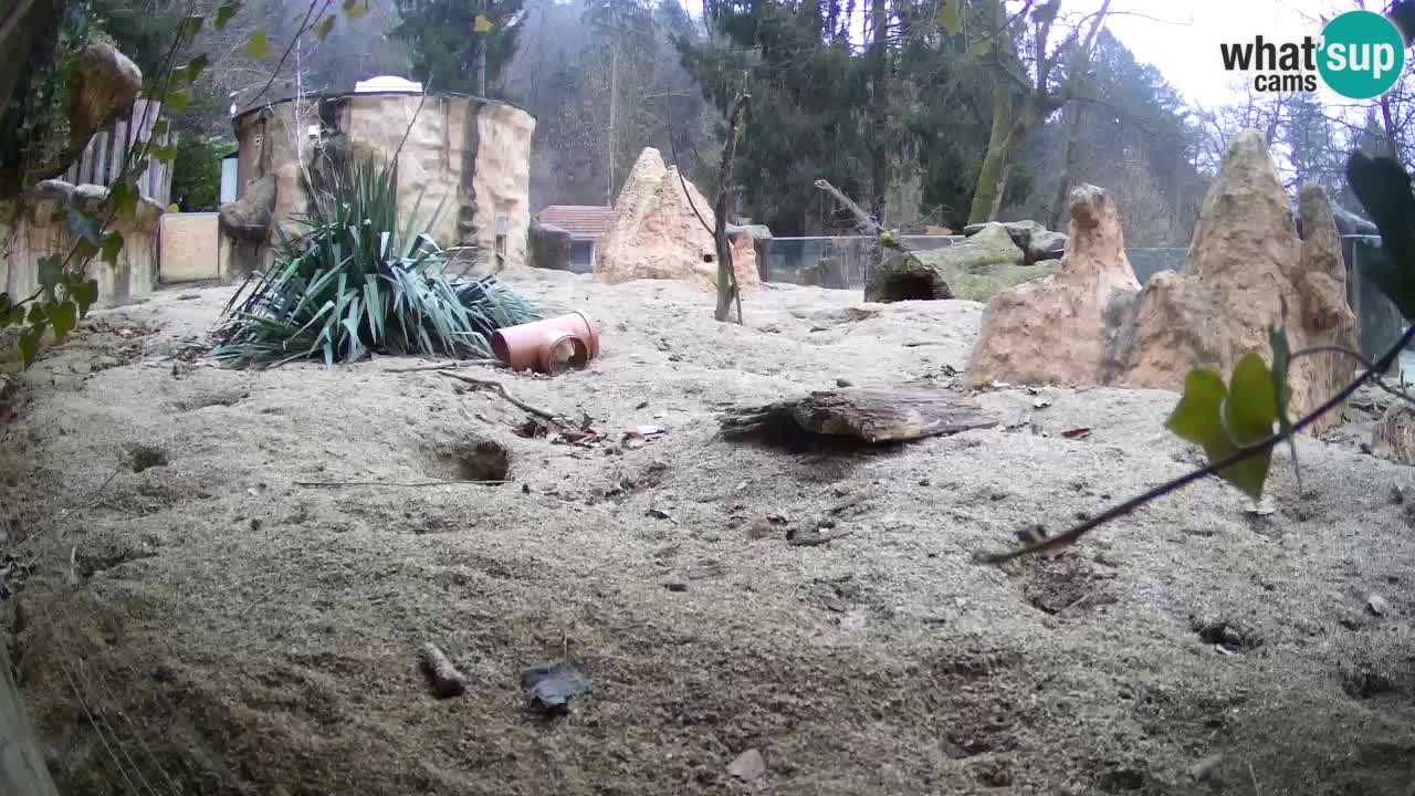 Zoo Ljubljana – Live webcam Meerkat (Suricata)