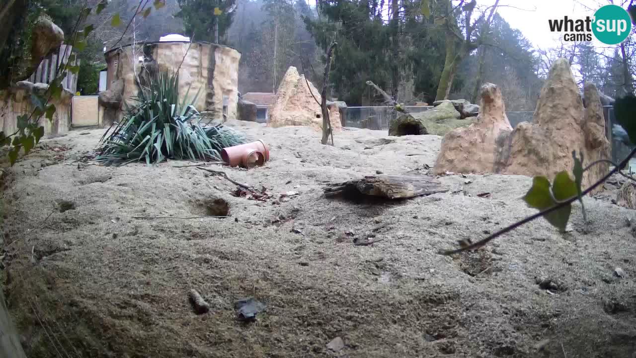 Zoo Ljubljana – Live webcam Meerkat (Suricata)