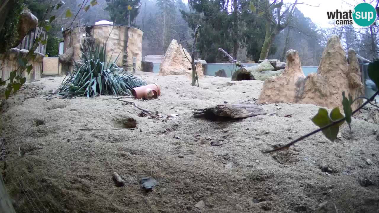 Zoo Ljubljana – Live webcam Meerkat (Suricata)