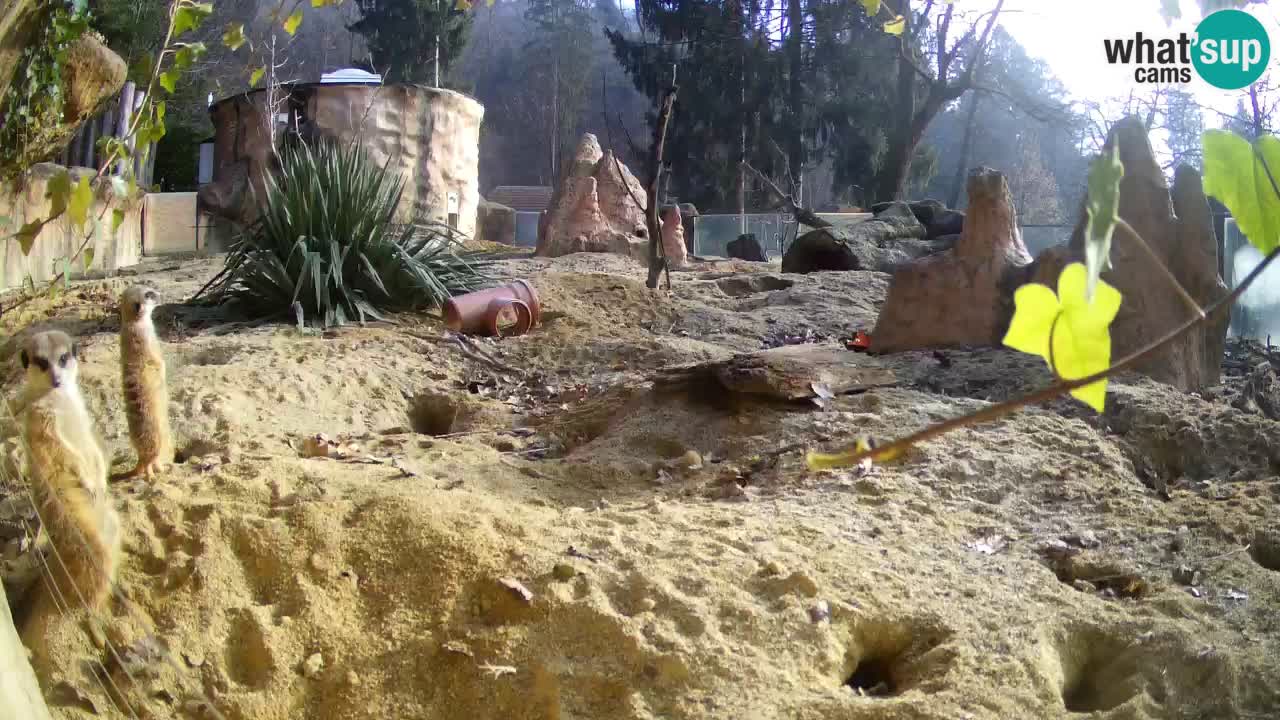 Webcam live Zoo Ljubljana – Suricata