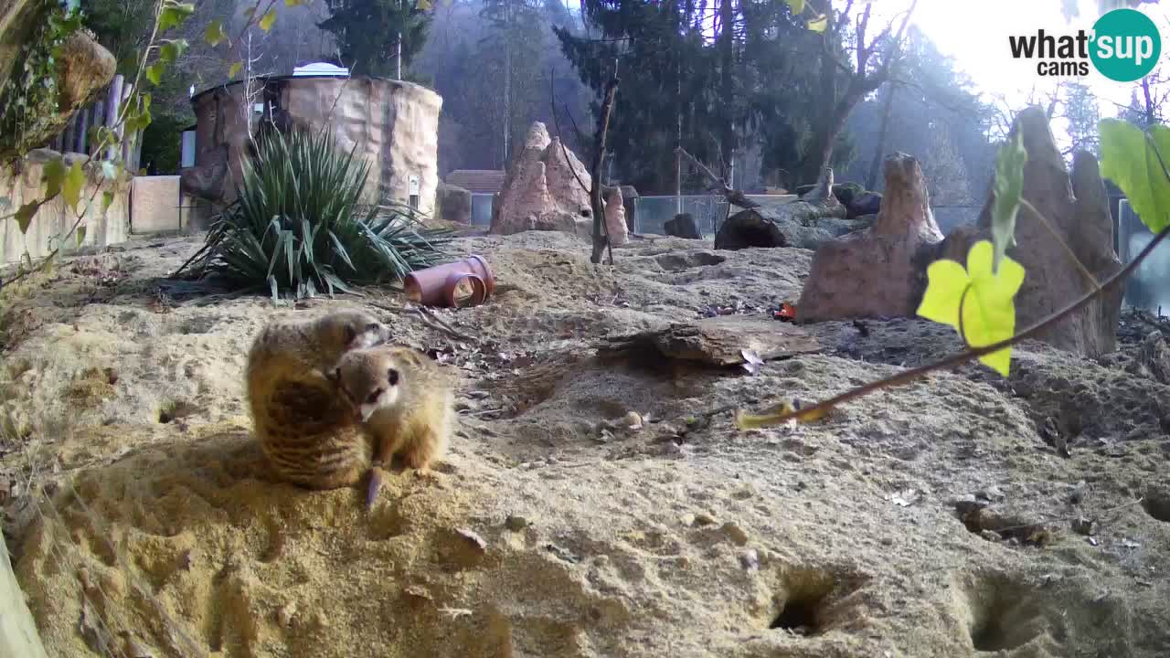 Webcam live Zoo Ljubljana – Suricata