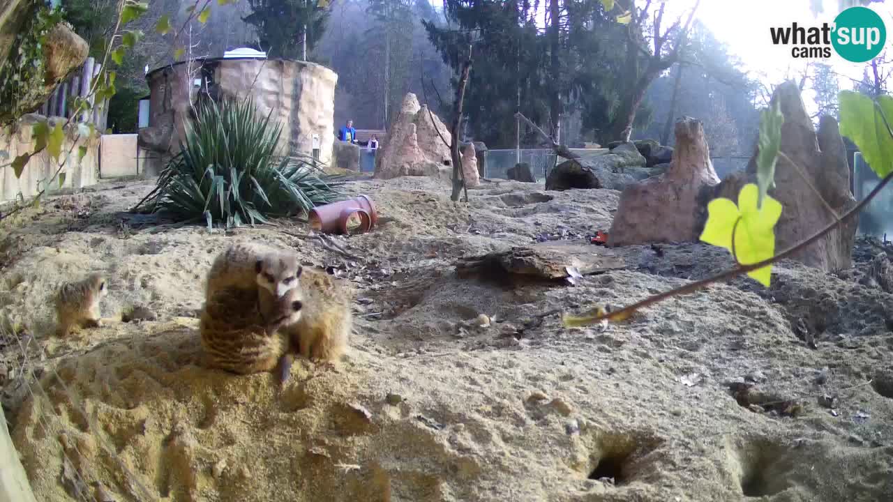 Webcam live Zoo Ljubljana – Suricata