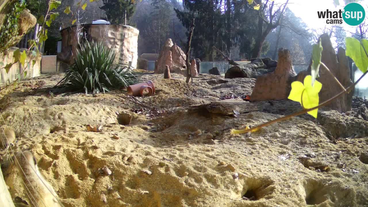 Webcam live Zoo Ljubljana – Suricata