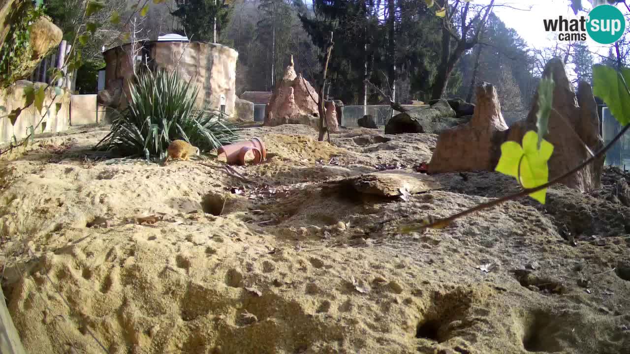 Webcam live Zoo Ljubljana – Suricata