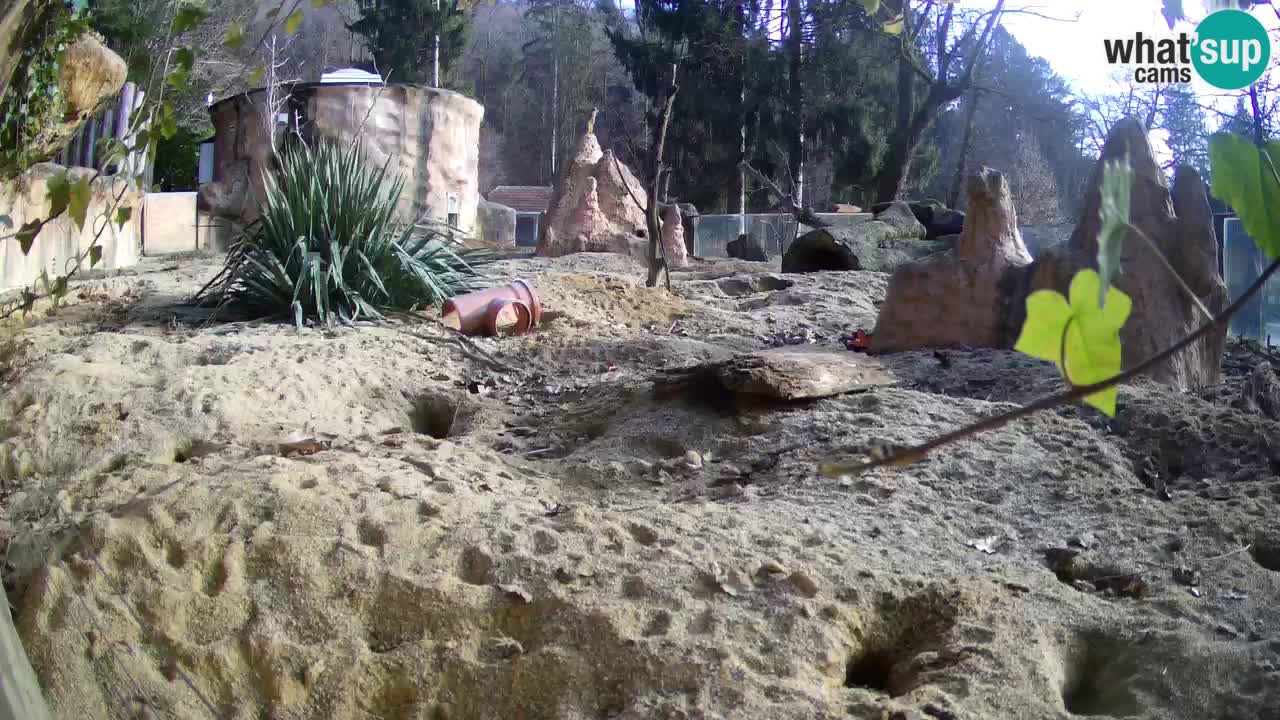 Live cam Zoo Ljubljana – Erdmännchen