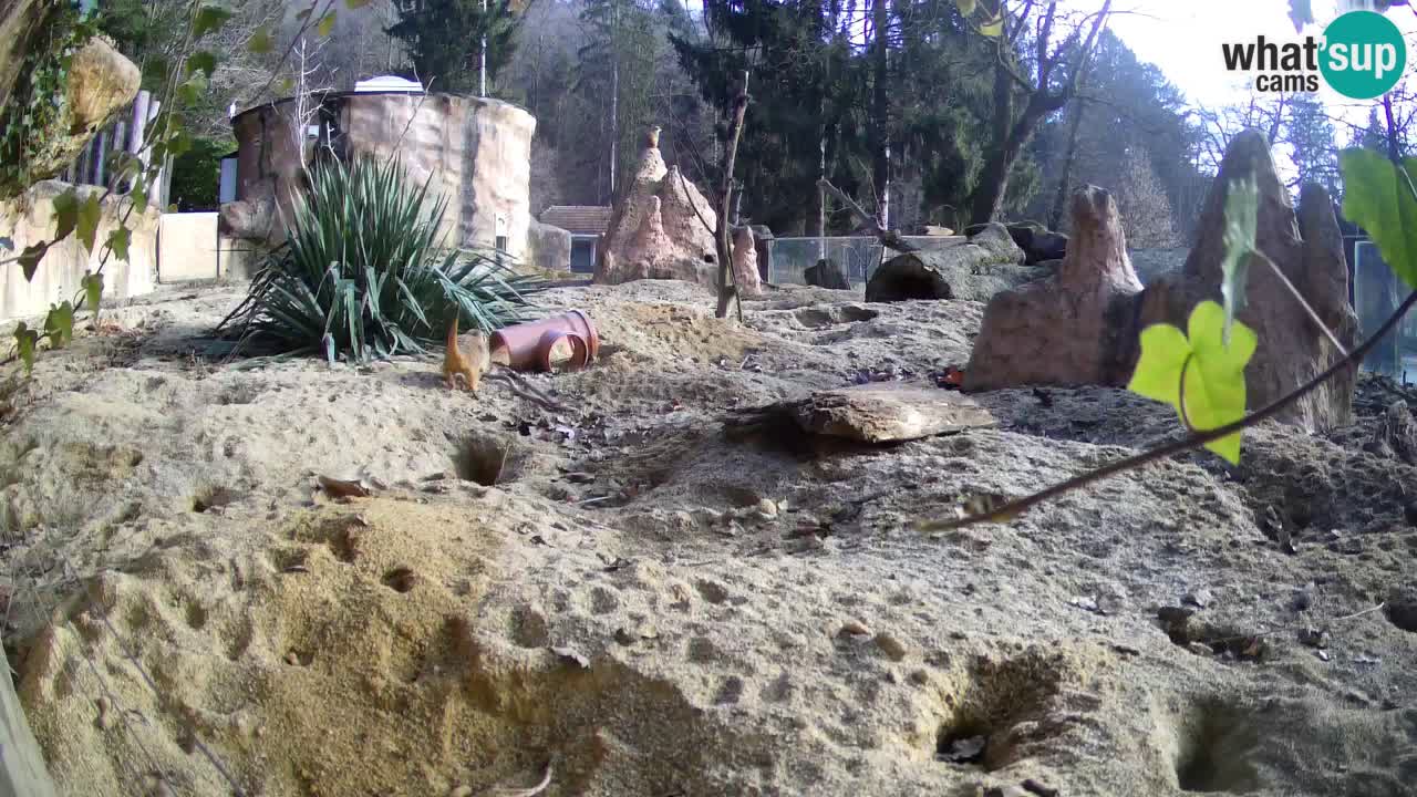 Webcam live Zoo Ljubljana – Suricata