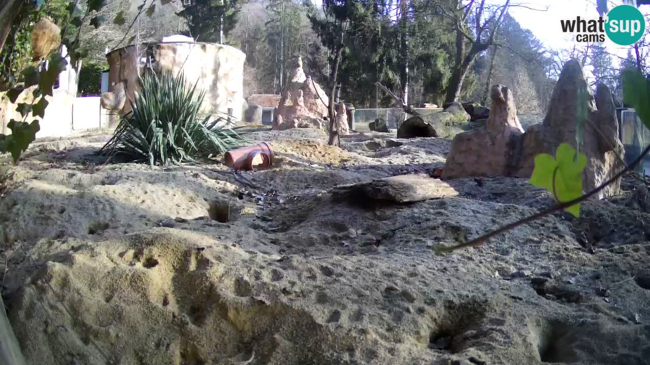 Live cam Zoo Ljubljana – Erdmännchen