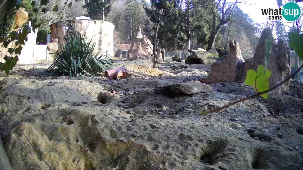 Live cam Zoo Ljubljana – Erdmännchen