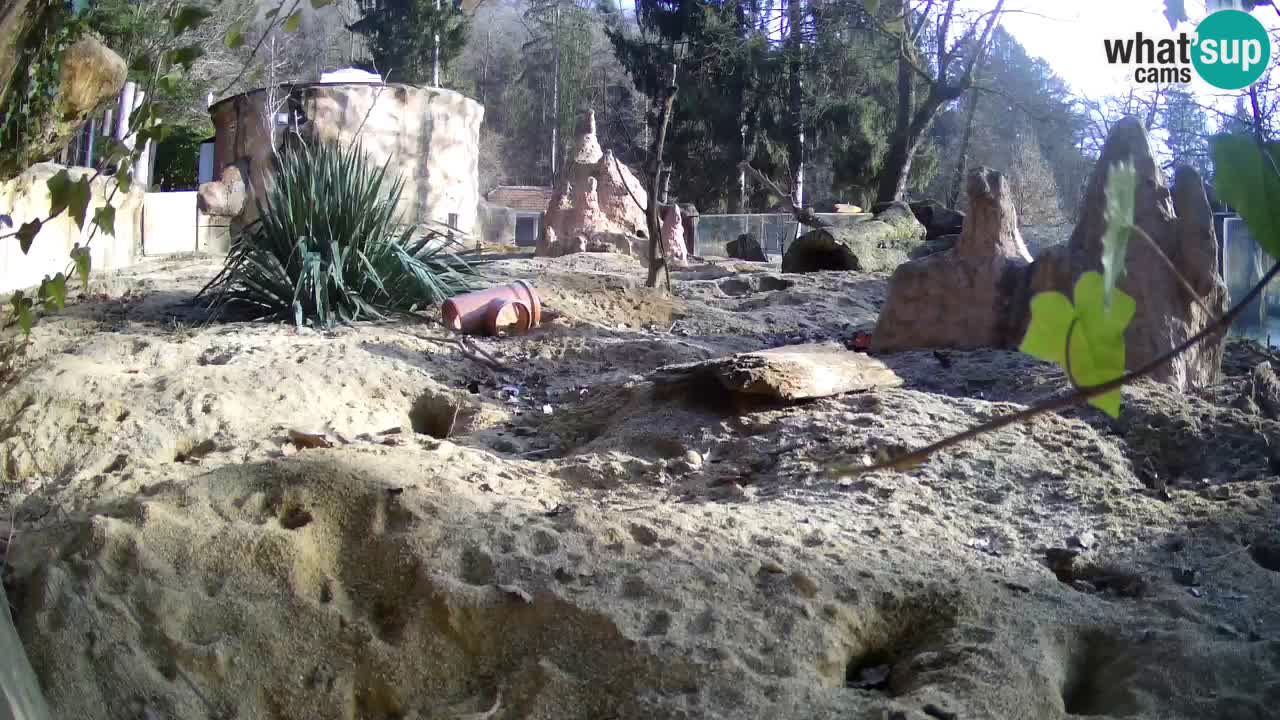 Zoo Ljubljana – Meerkat (Suricata)