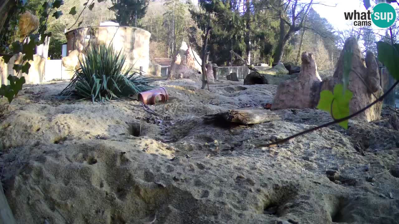 Live cam Zoo Ljubljana – Erdmännchen