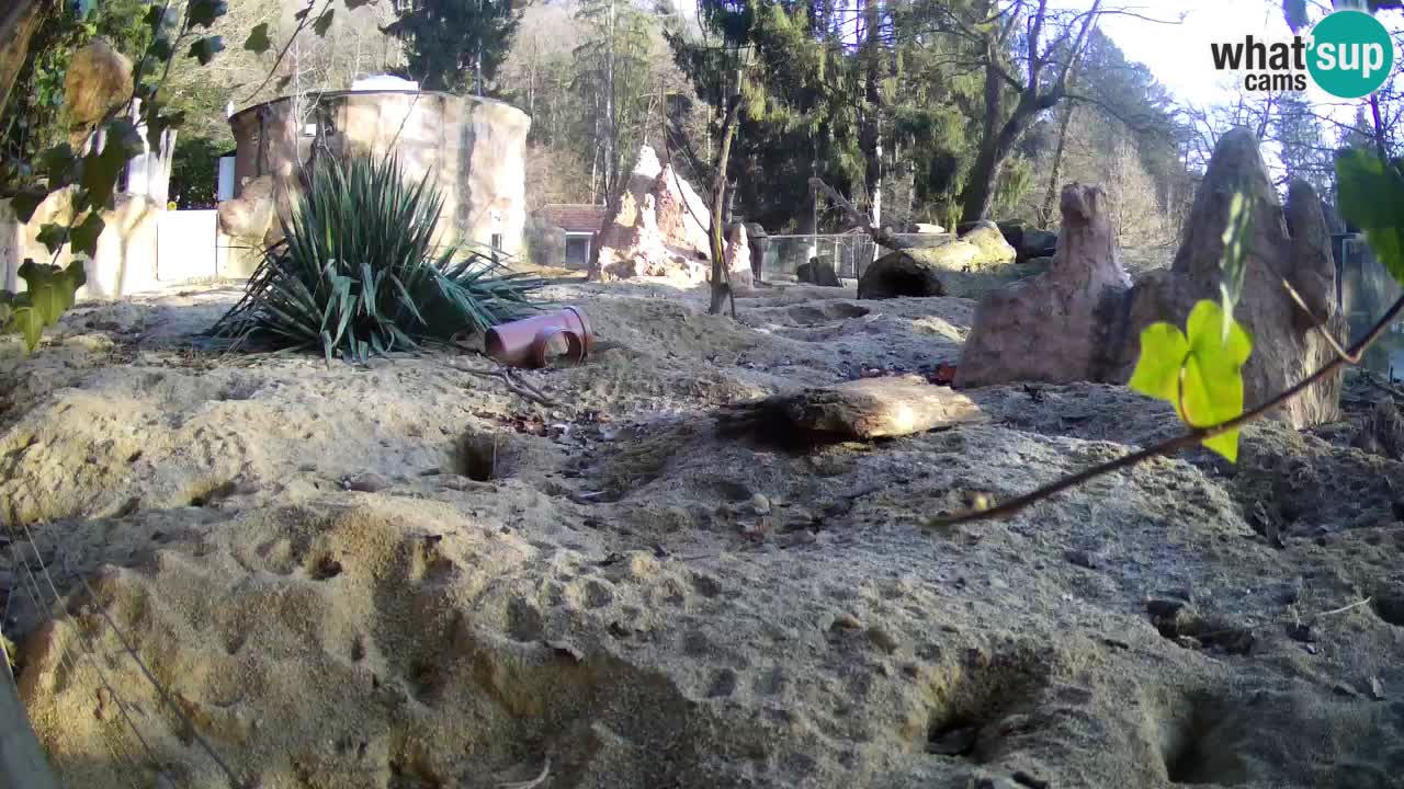 Webcam live Zoo Ljubljana – Suricata