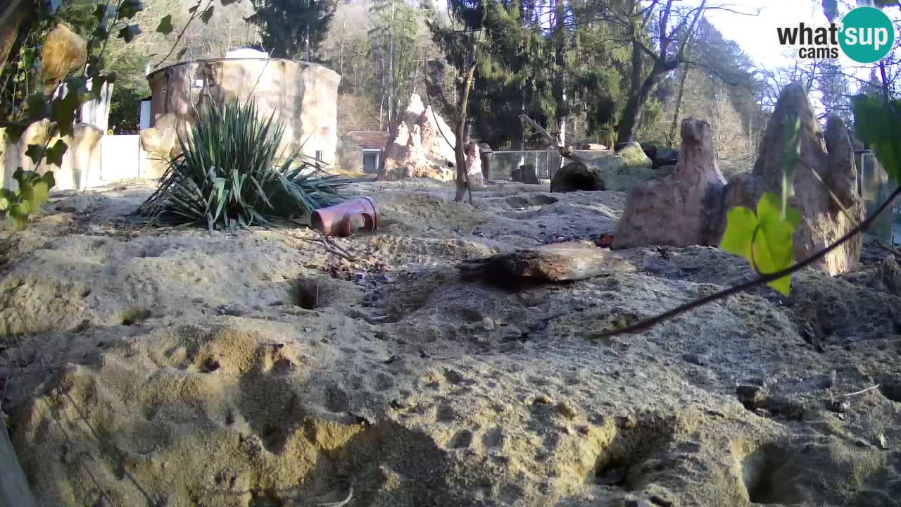 Zoo Ljubljana – Meerkat (Suricata)