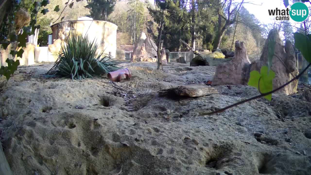 Live cam Zoo Ljubljana – Erdmännchen