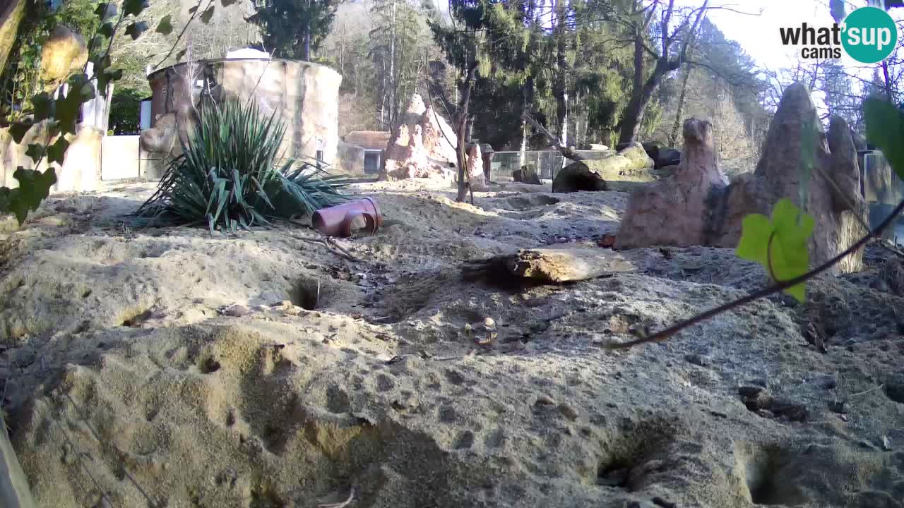 Live cam Zoo Ljubljana – Erdmännchen