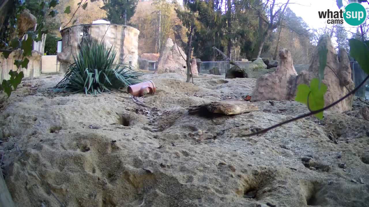 Zoo Ljubljana – Meerkat (Suricata)