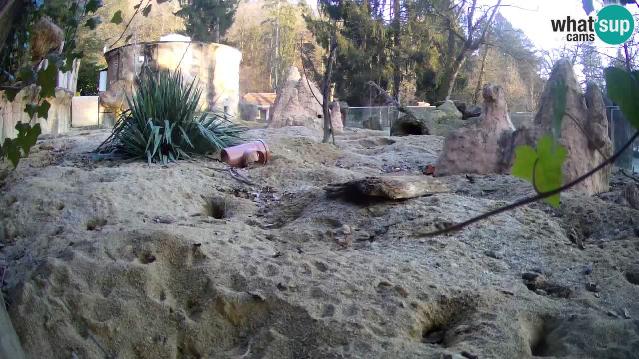 Webcam live Zoo Ljubljana – Suricata