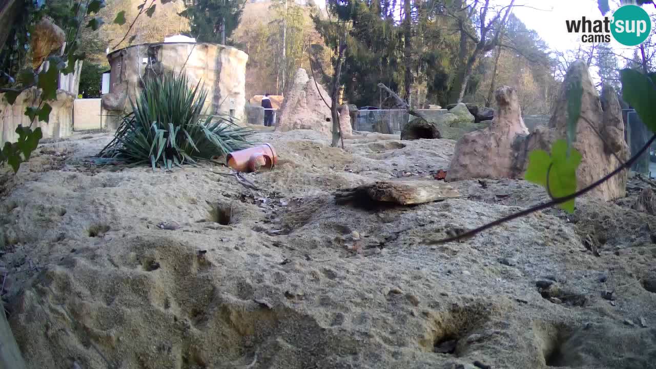 Live cam Zoo Ljubljana – Erdmännchen