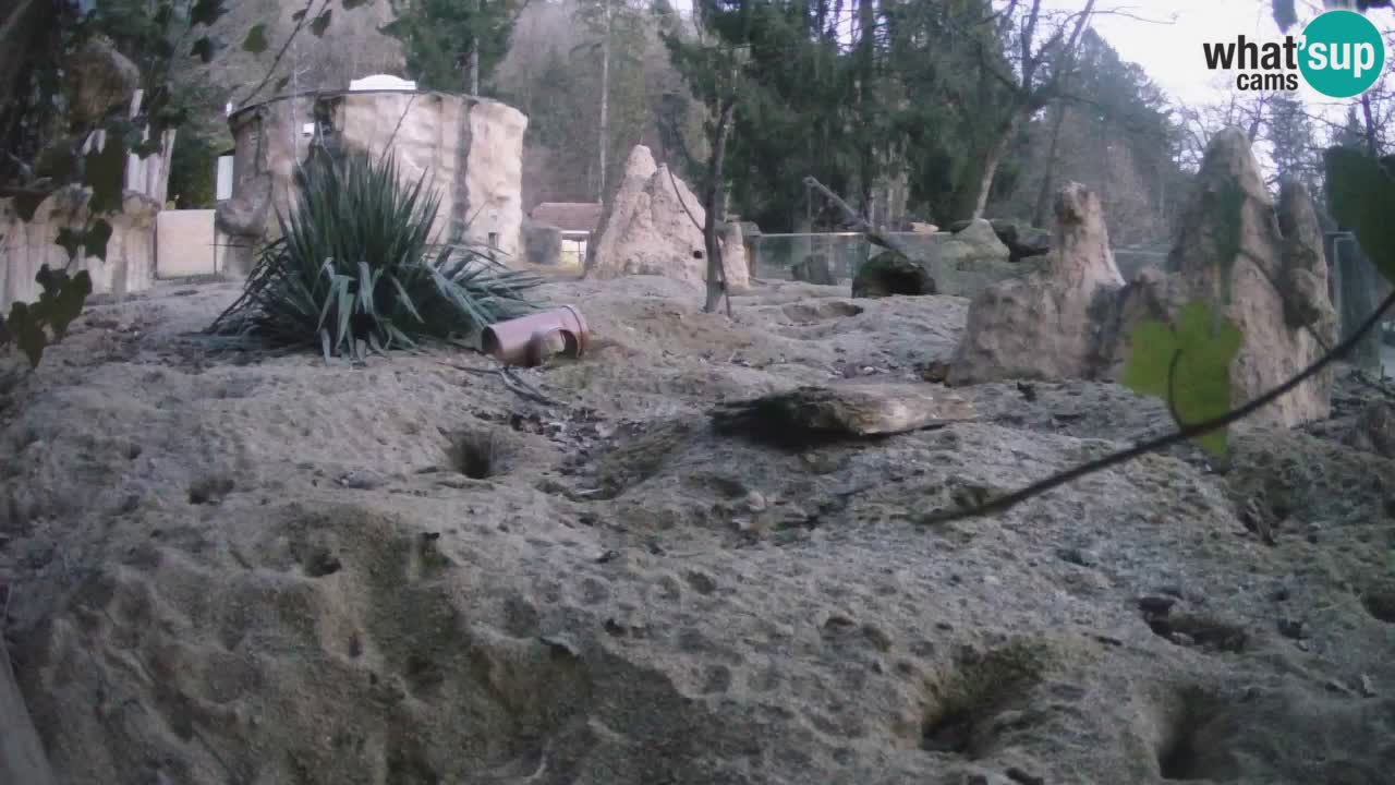 Live cam Zoo Ljubljana – Erdmännchen